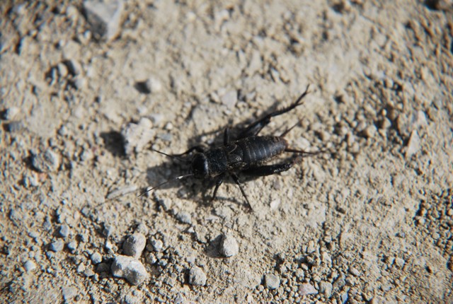 Ninfa di Melanogryllus desertus